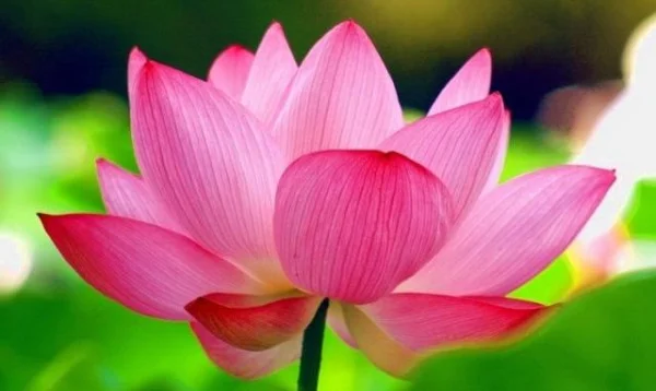 #BeingReiki #1000DayChallenge—Day 419: Those Little Moments of Goodness