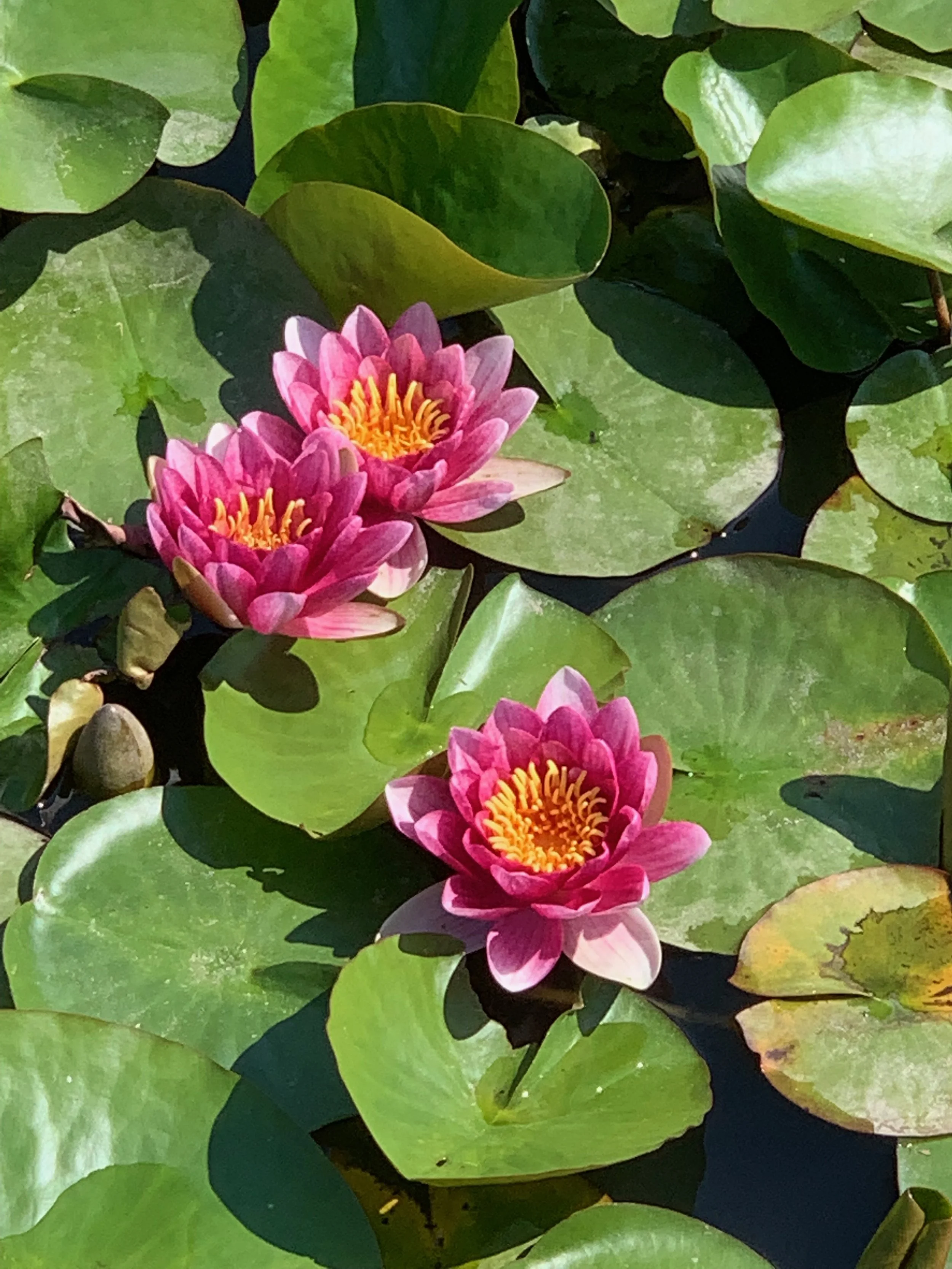 Sprinkle a little joy in your Reiki or meditation practice