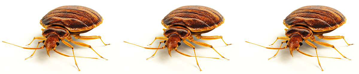 banner_bedbugs_1200x250.png