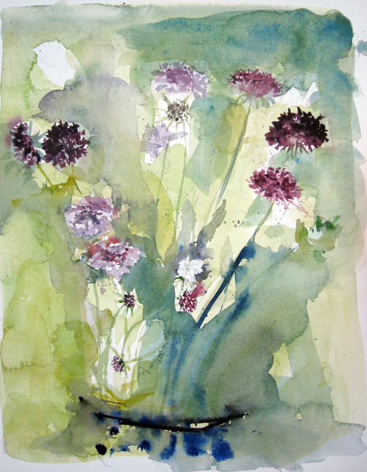 Scabiosa