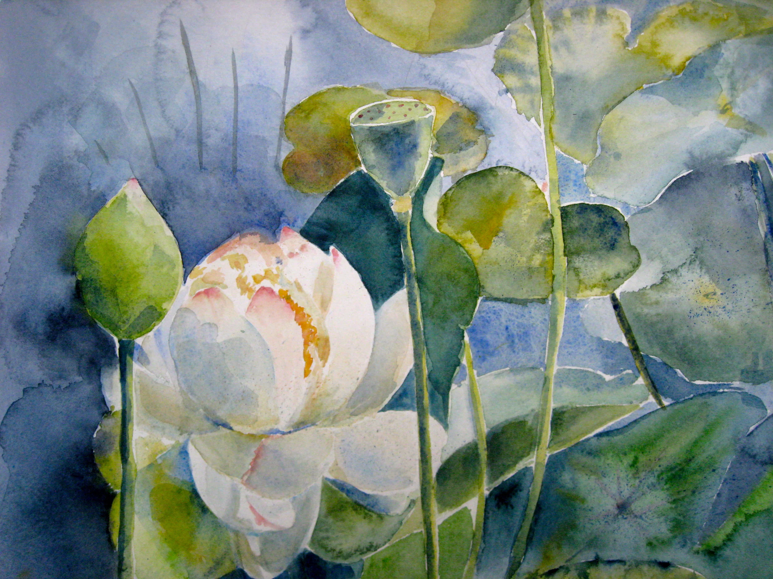 Water Lily