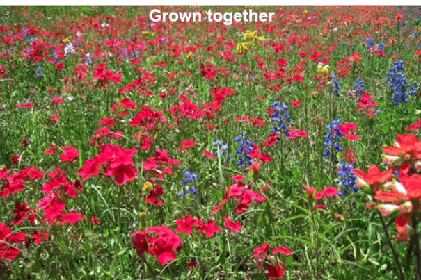 Phlox-Flower-MASTER-v03.gif