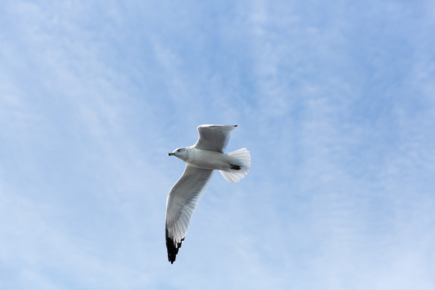 Seagull in flight, New York