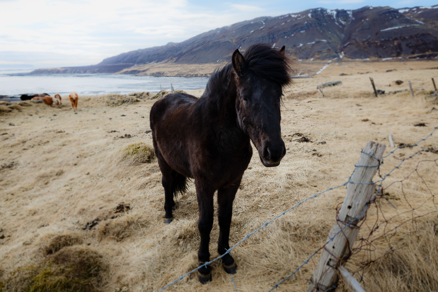 Icelandic Horse in the Westfjords, Iceland