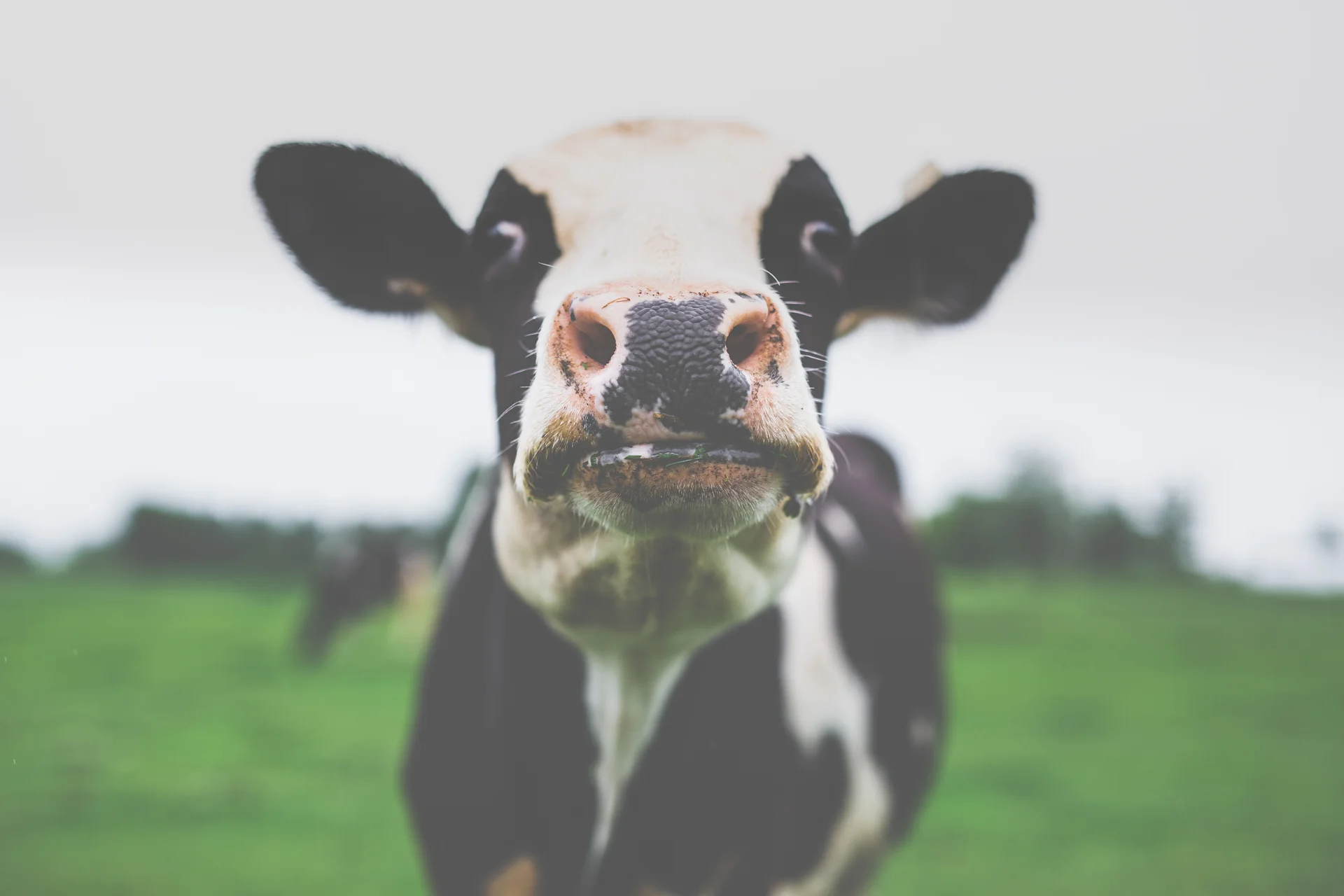 Vache Simon Laroche Photographie.JPG