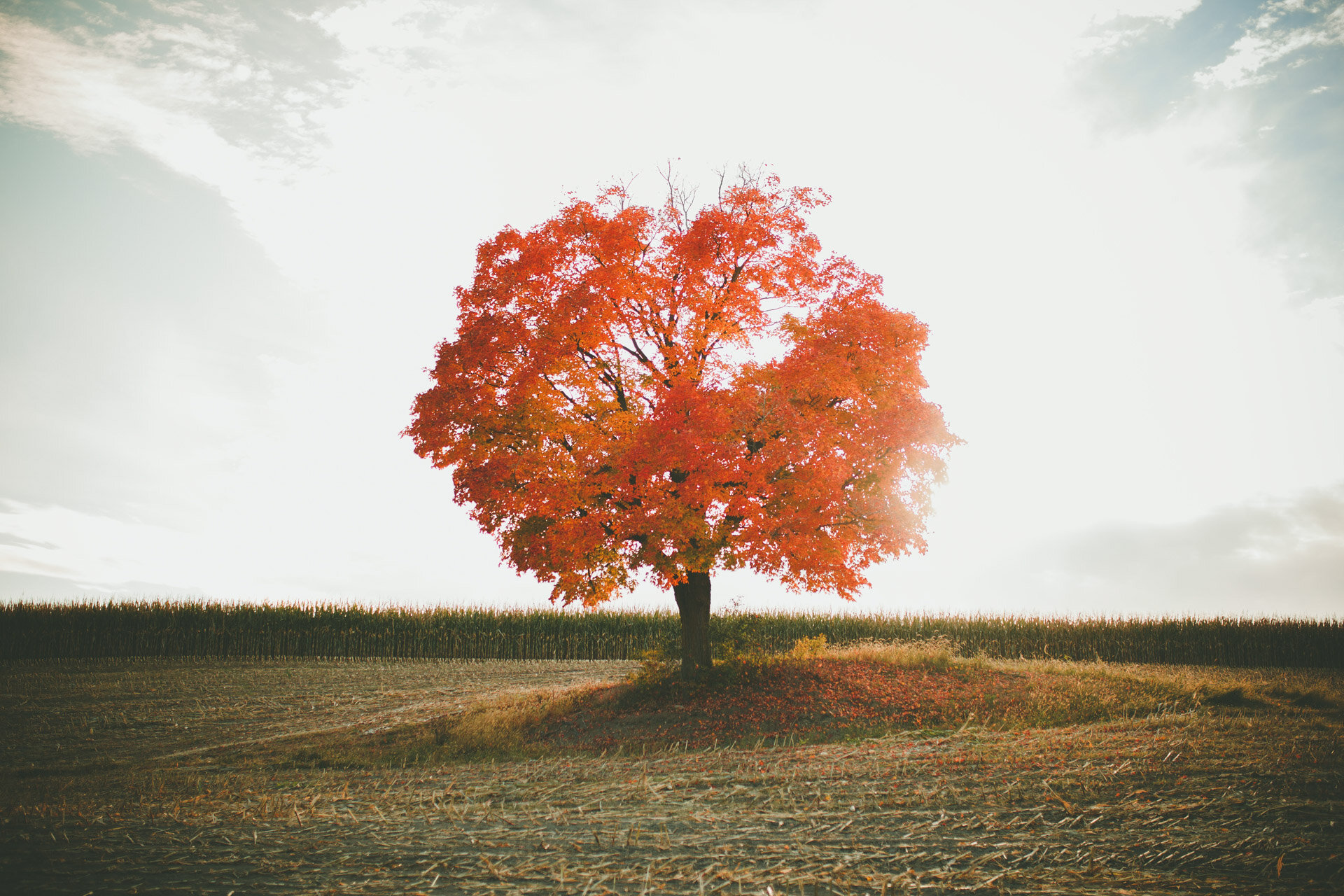 Photos Voûte-93.JPG