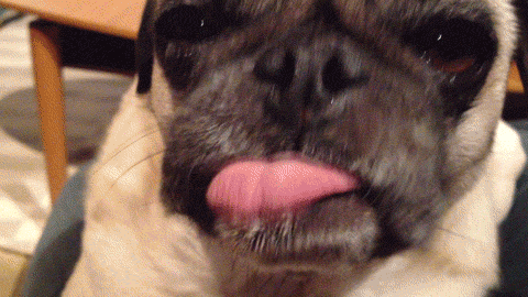pug.gif