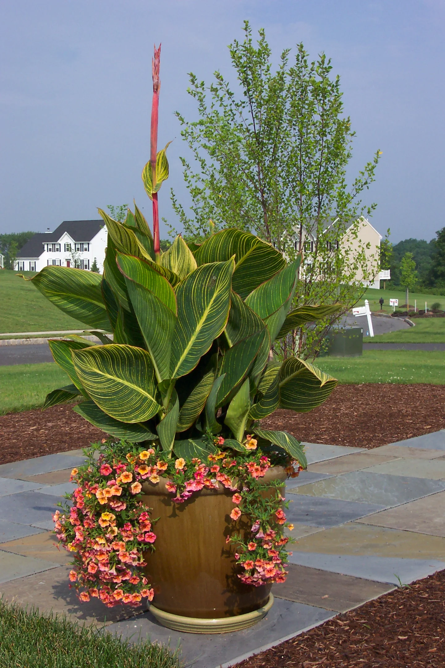 Pot with Cannas