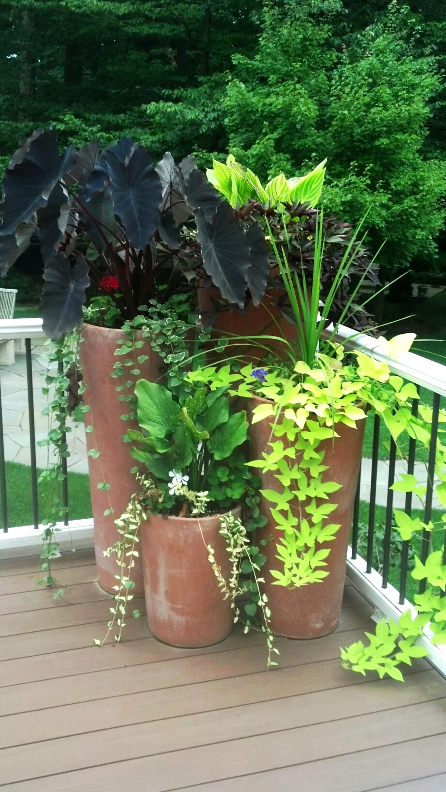 Pots with Tropicals