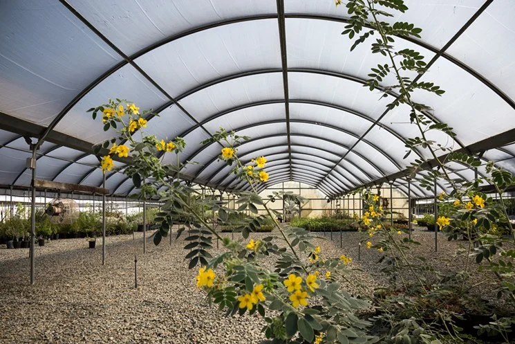 Southern California’s Secret Garden : Tree of Life Nursery