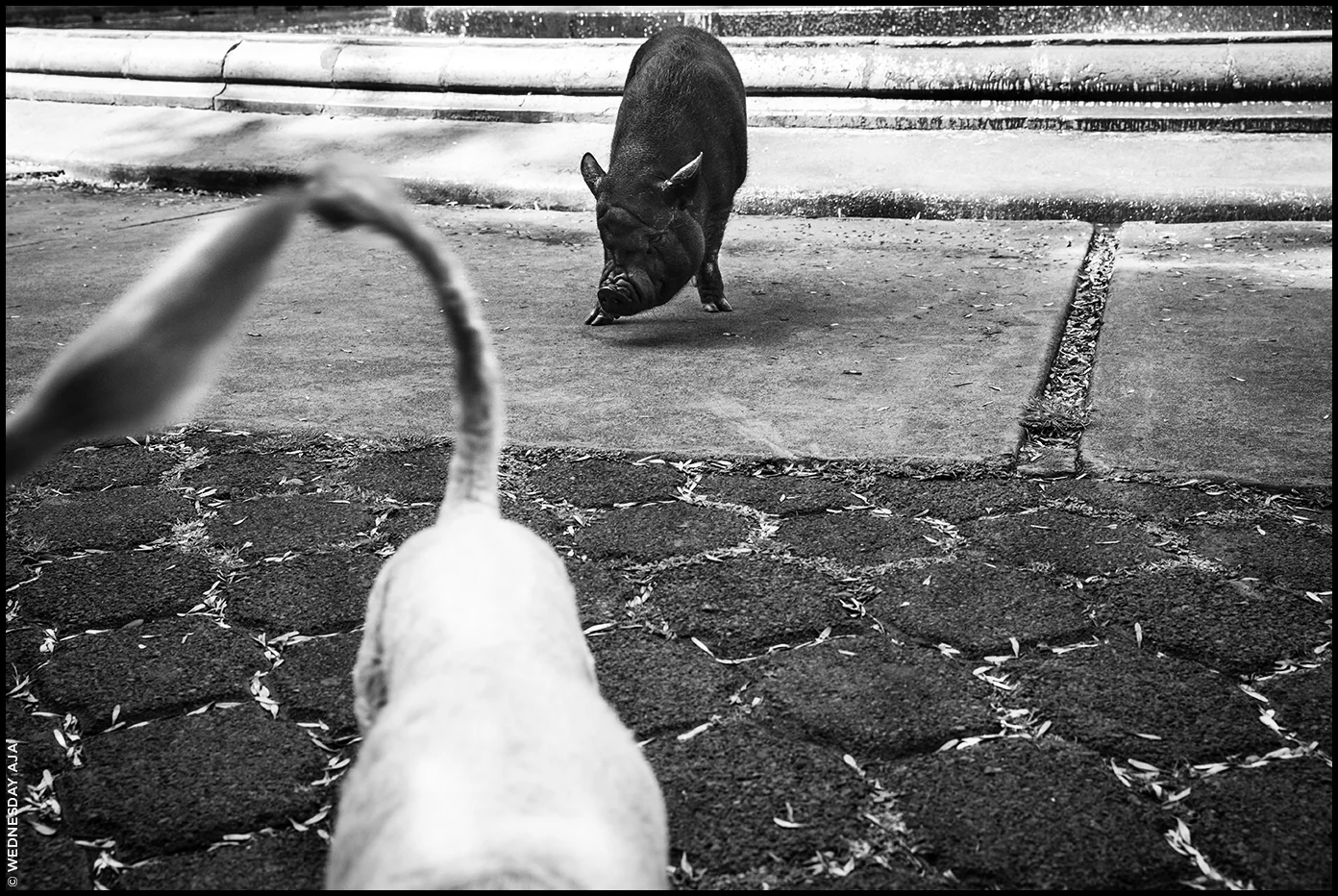 180414_CDMX_WEDNESDAY_AJA-2832.jpg