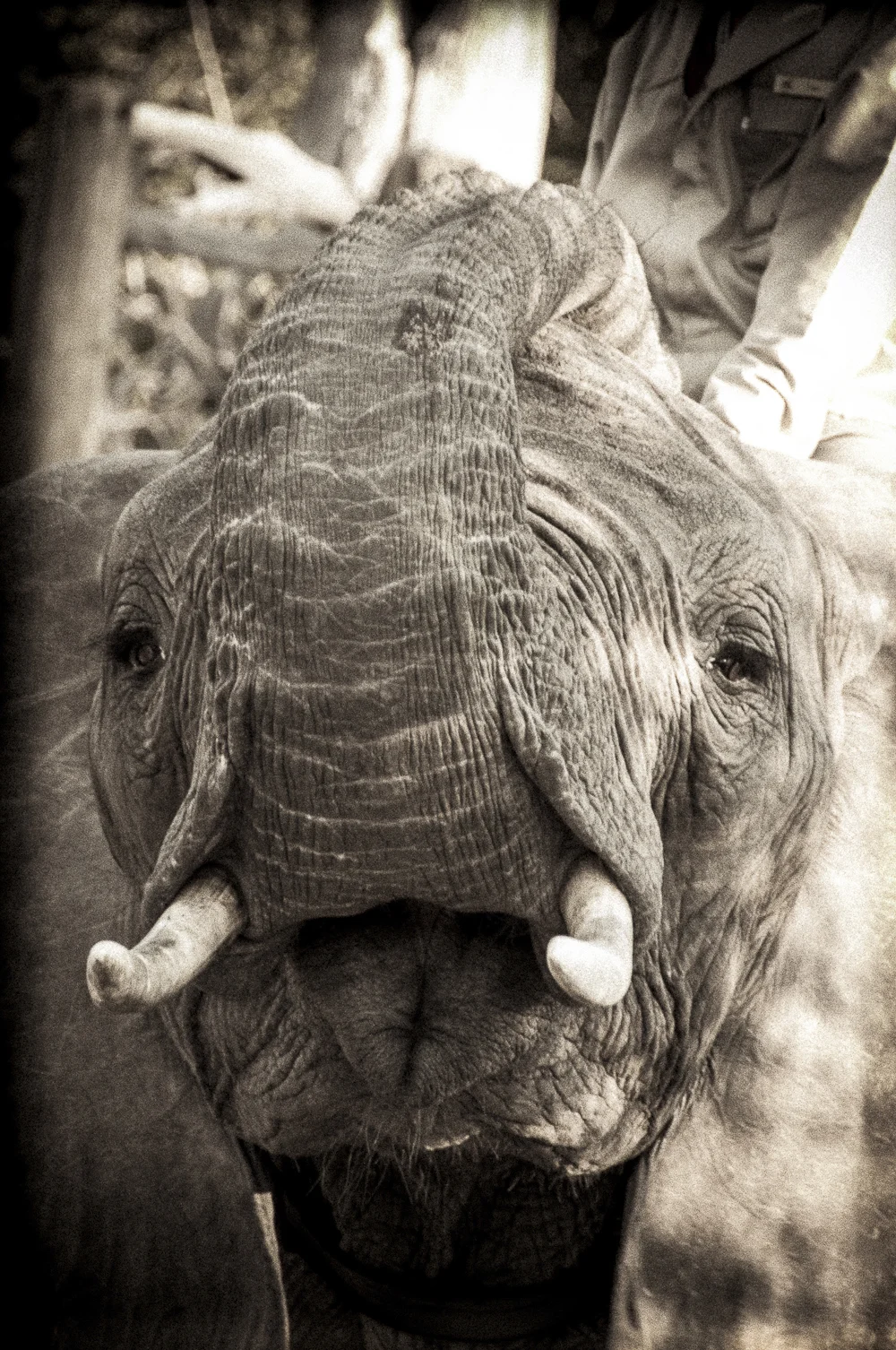 MSissons-ellies-5.jpg