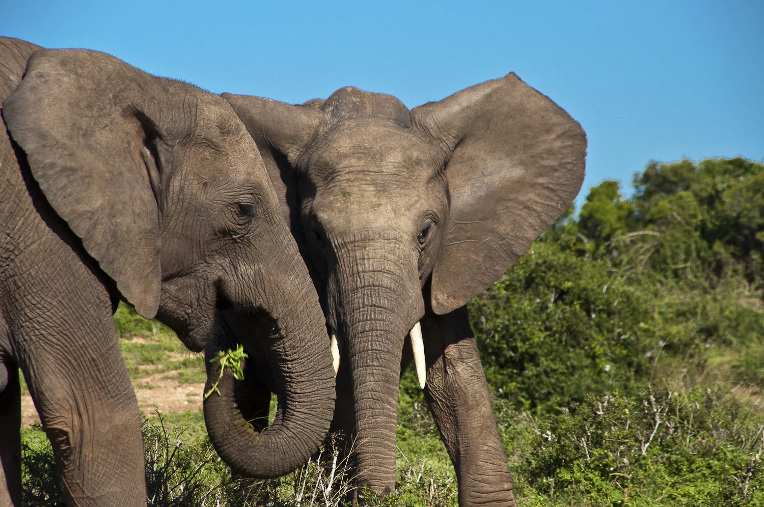 Addo elephants.jpg