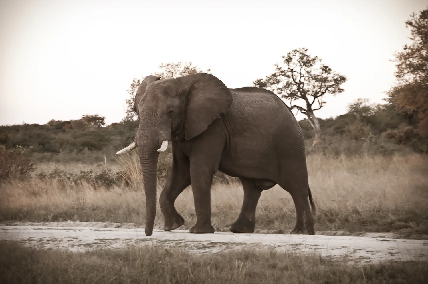 Hwange-3.jpg