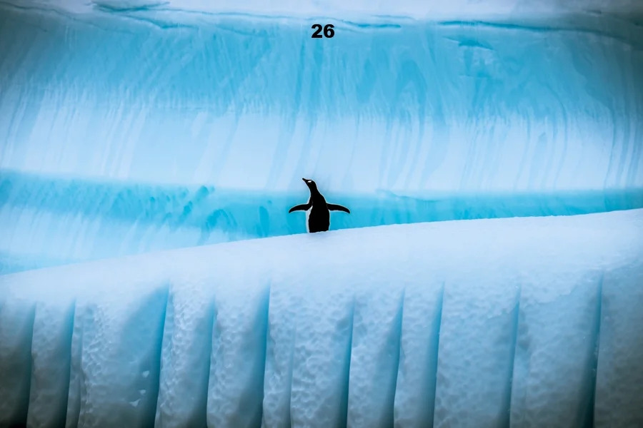 penguin.jpg