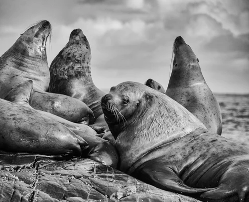 Photograph from Haida Gwaii