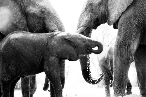 Hwange National Park's elephant overpopulation crisis is reaching a crisis point. 