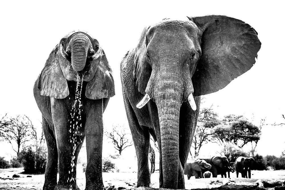 One waterhole pump can keep up to 1000 elephants alive per year in Zimbabwe's Hwange National Park.