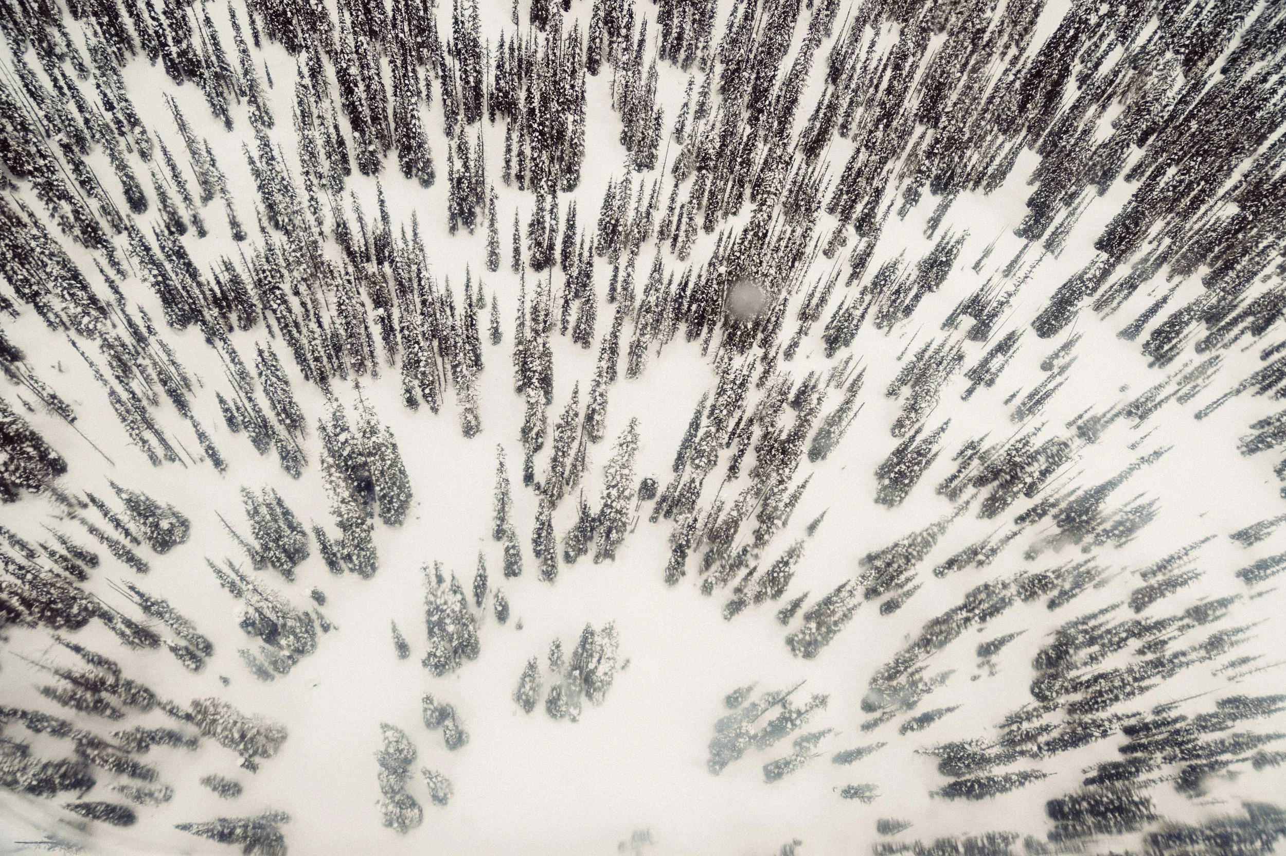 SleigherA_Silvertip-0732.jpg