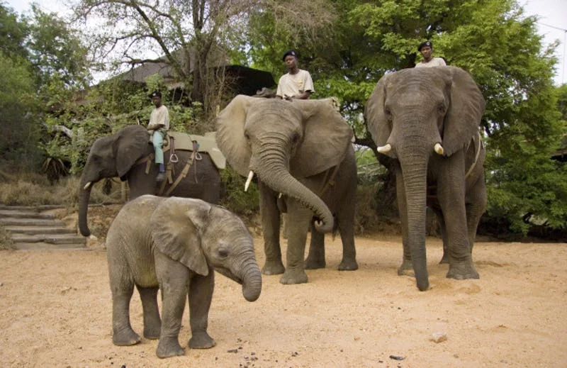 NTR_22ELEPHANT3.jpg