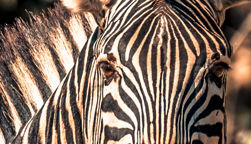 Photograph from Zimbabwe