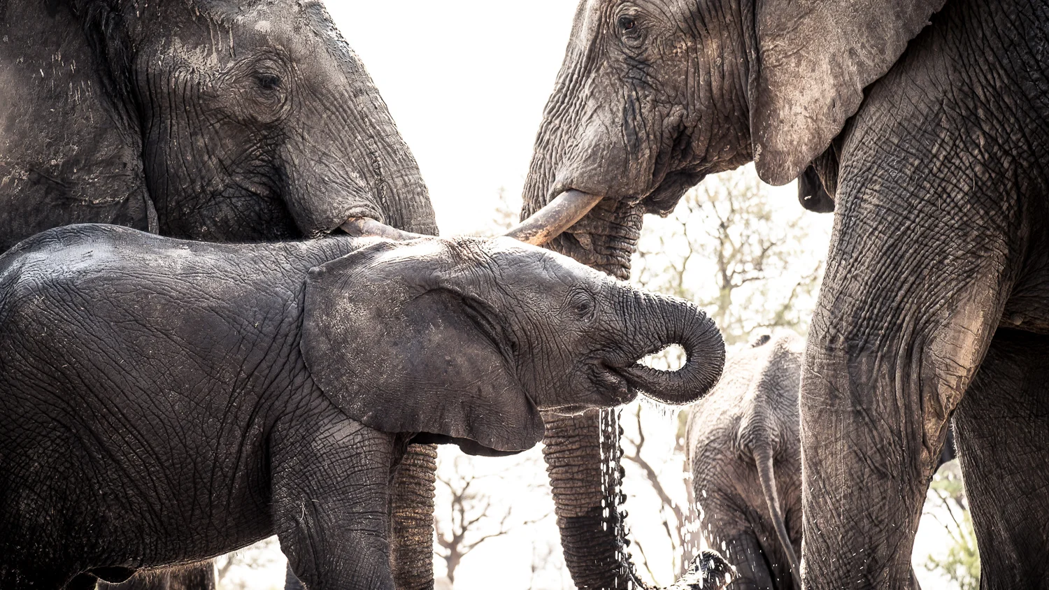 An elephant calf sheltered among its herd in Hwange National Park, Zimbabwe