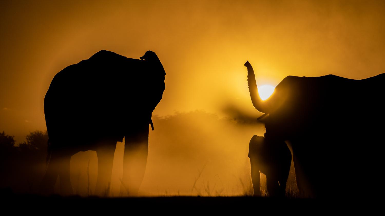 hwange-elephants-1.jpg