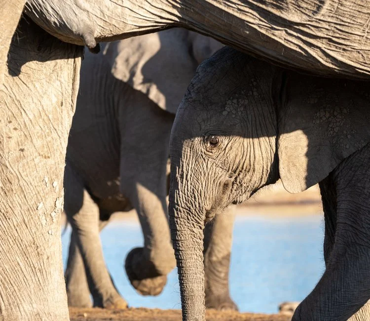 Heartbeat of Hwange