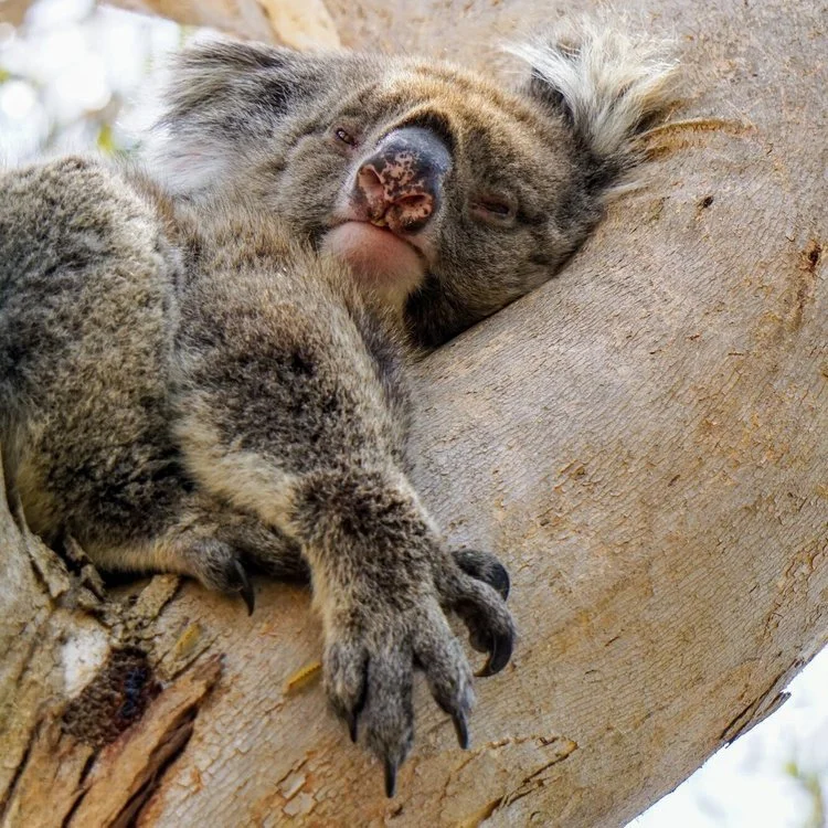 Kangaroo Island: Still Standing