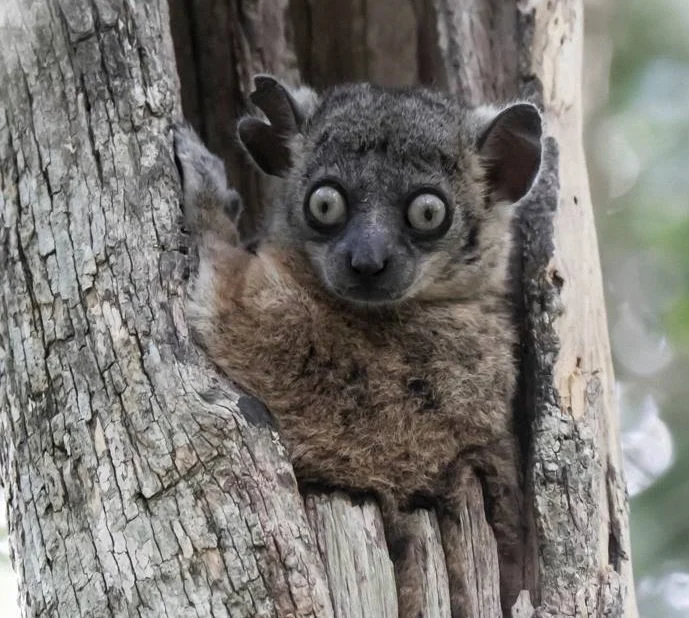 Madagascar: Eden Imperilled