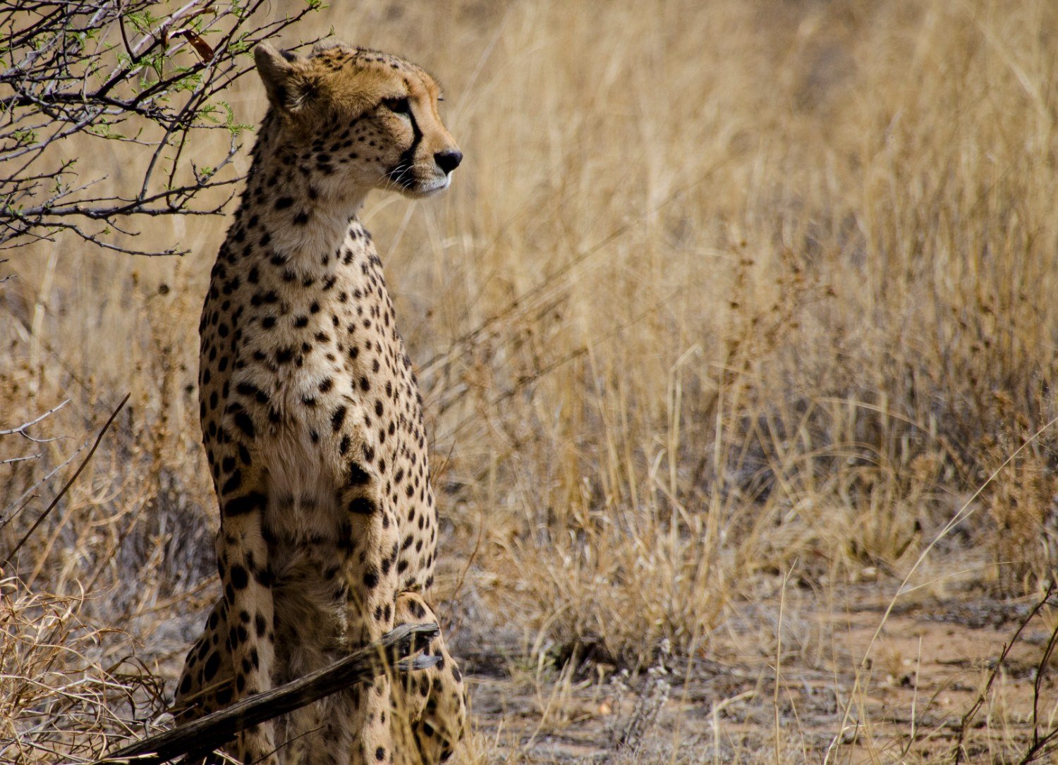 The Cheetah’s Roar: Up Close With Namibia’s Big Cats