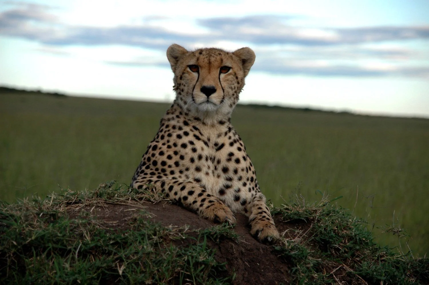 Magic of the Masai Mara