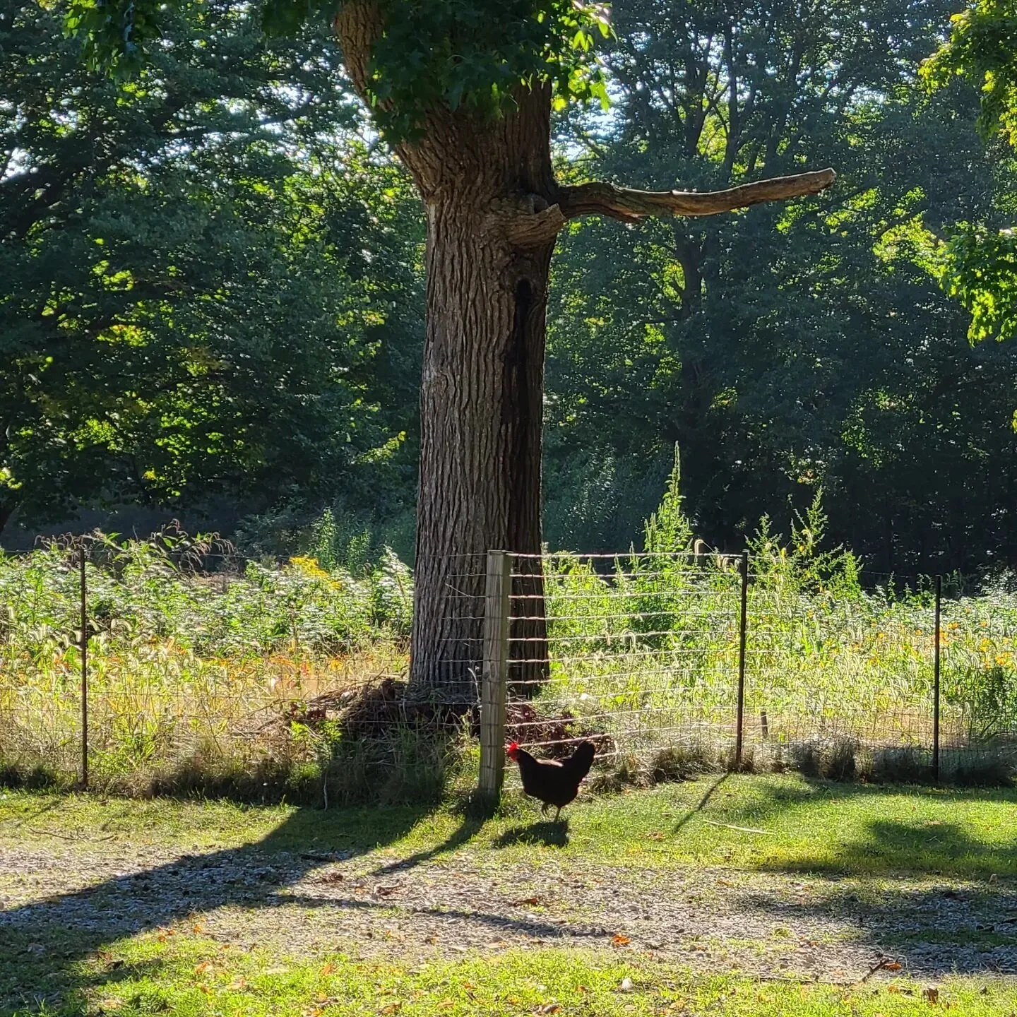 The peeps and I hung out with some poultry @ Mama Farm yesterday. We had a cluckin' good time.