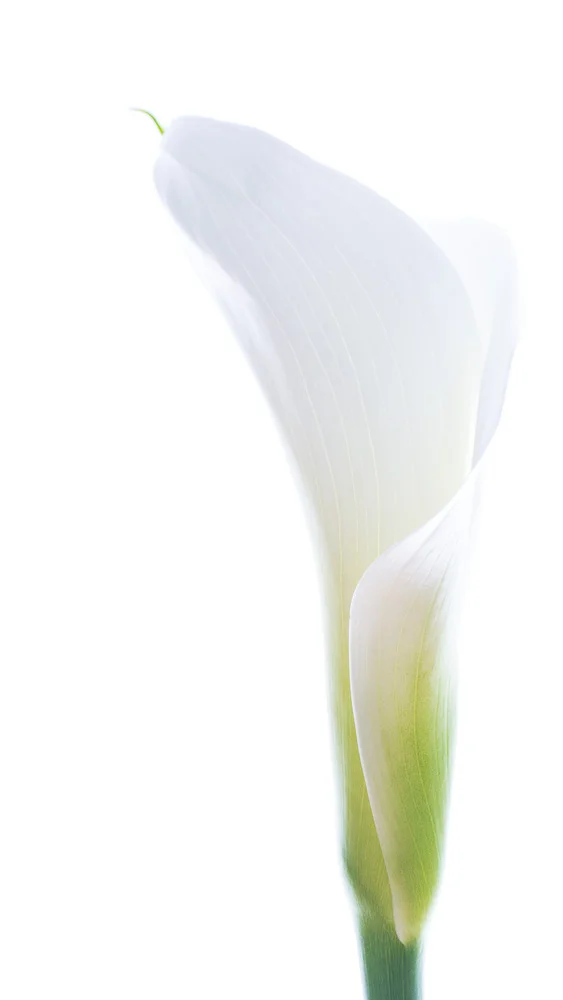 Calla.jpg