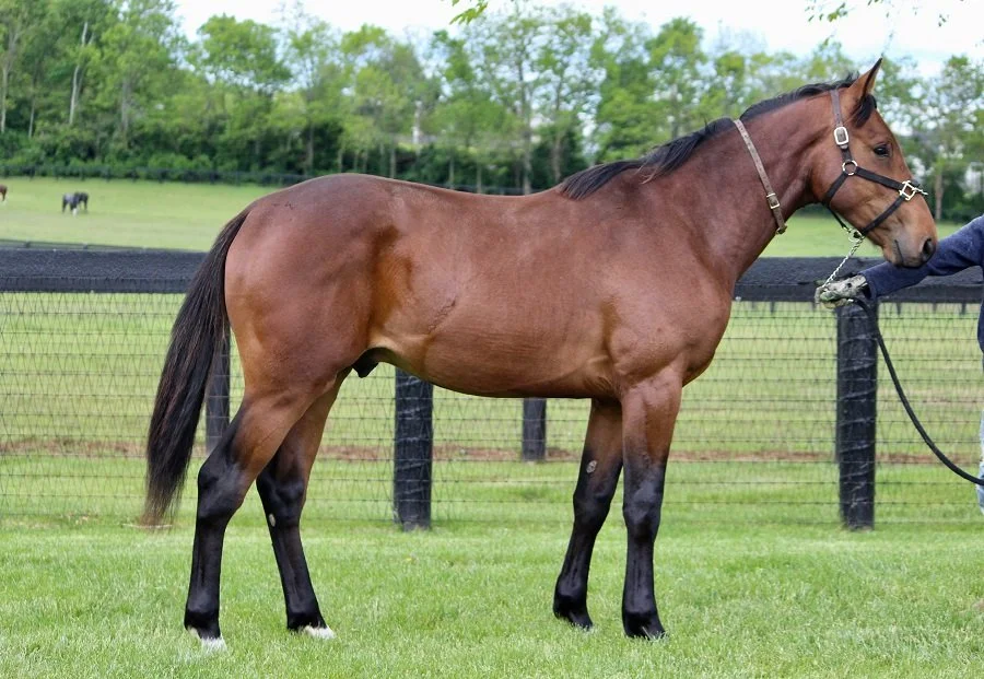 Dover's Diamond 1.jpg