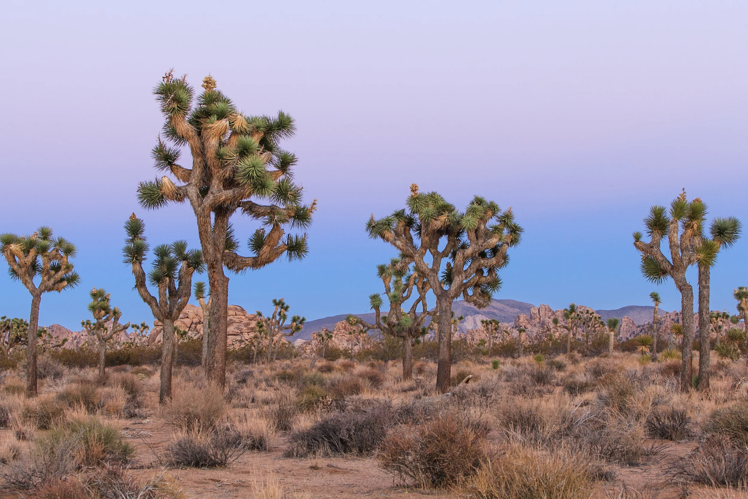 joshua trees im erdschatten