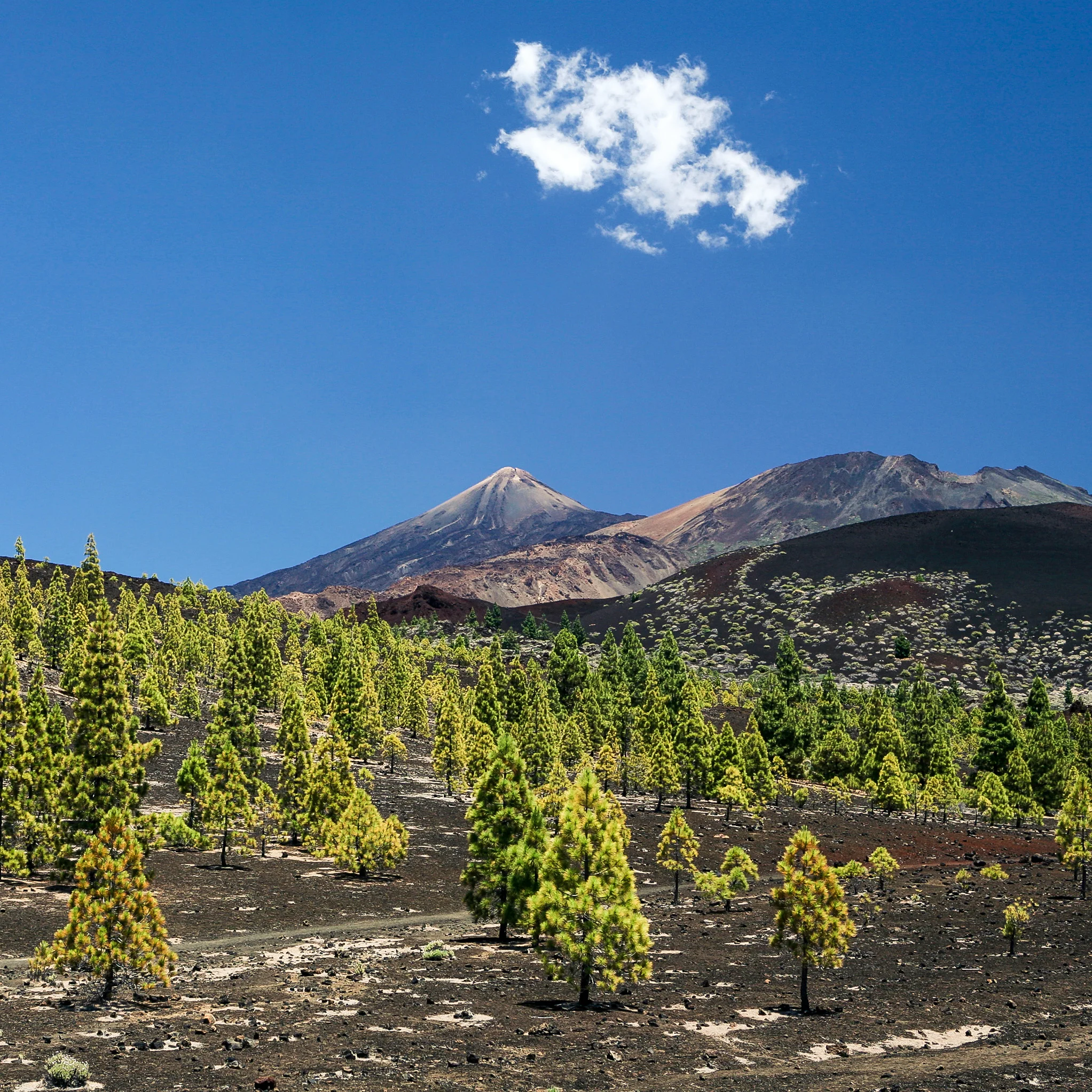el teide