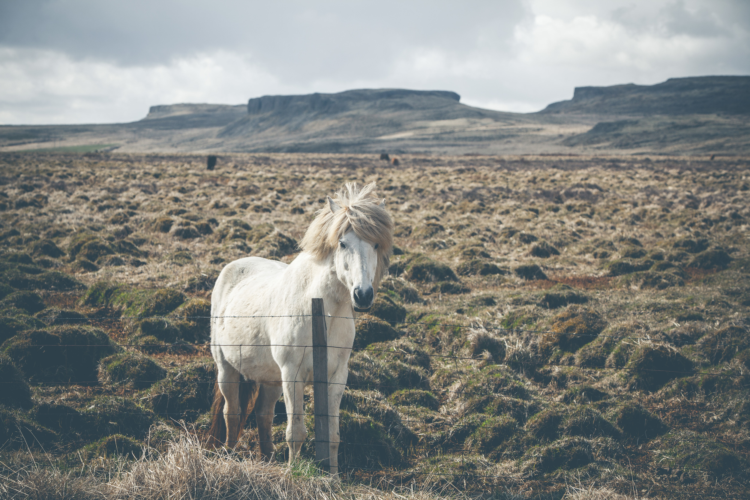 im wilden westen islands
