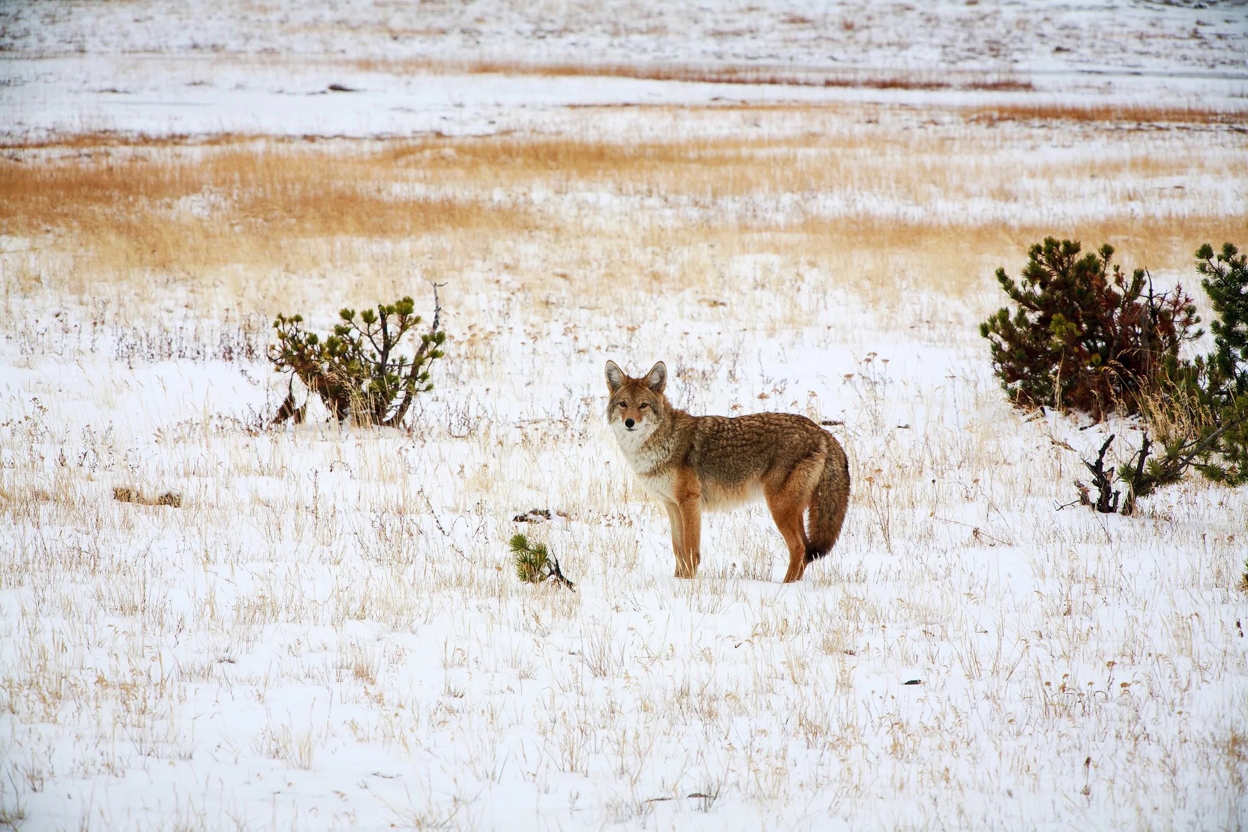 koyote im winter