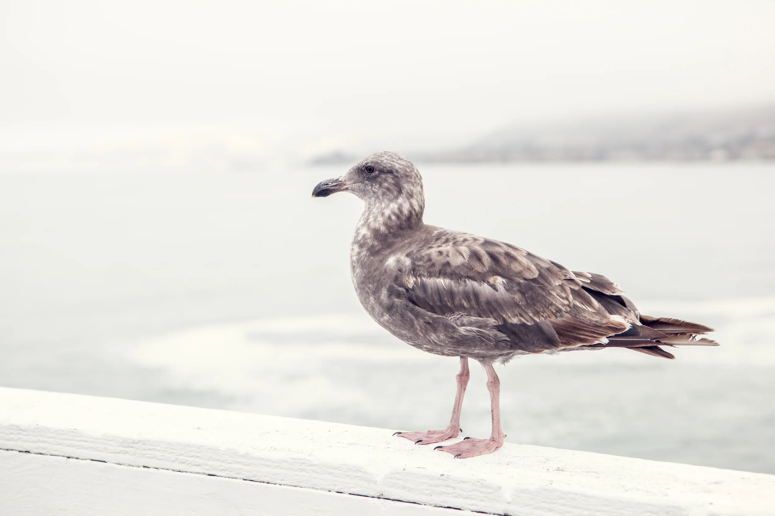 am pier