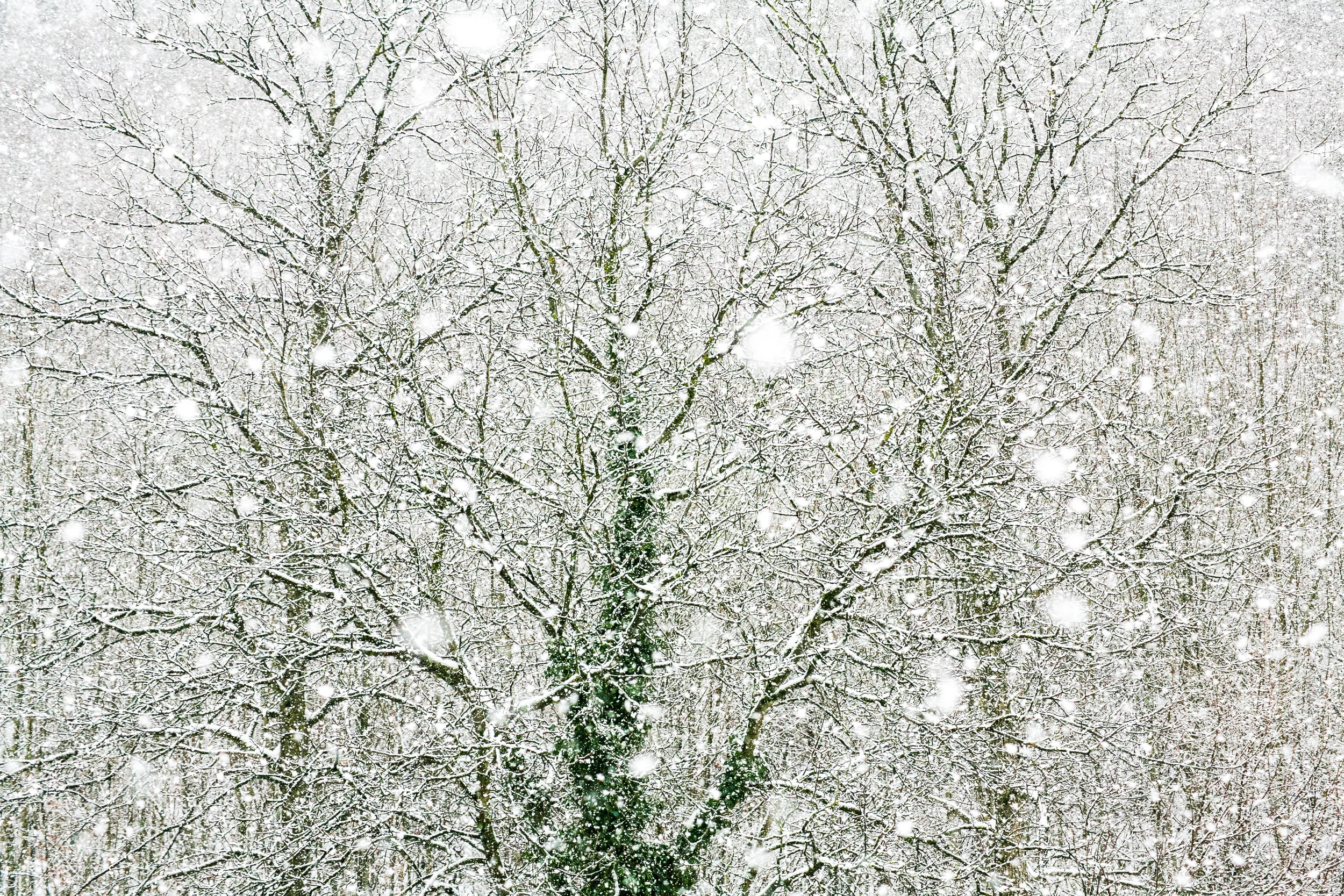schneetreiben