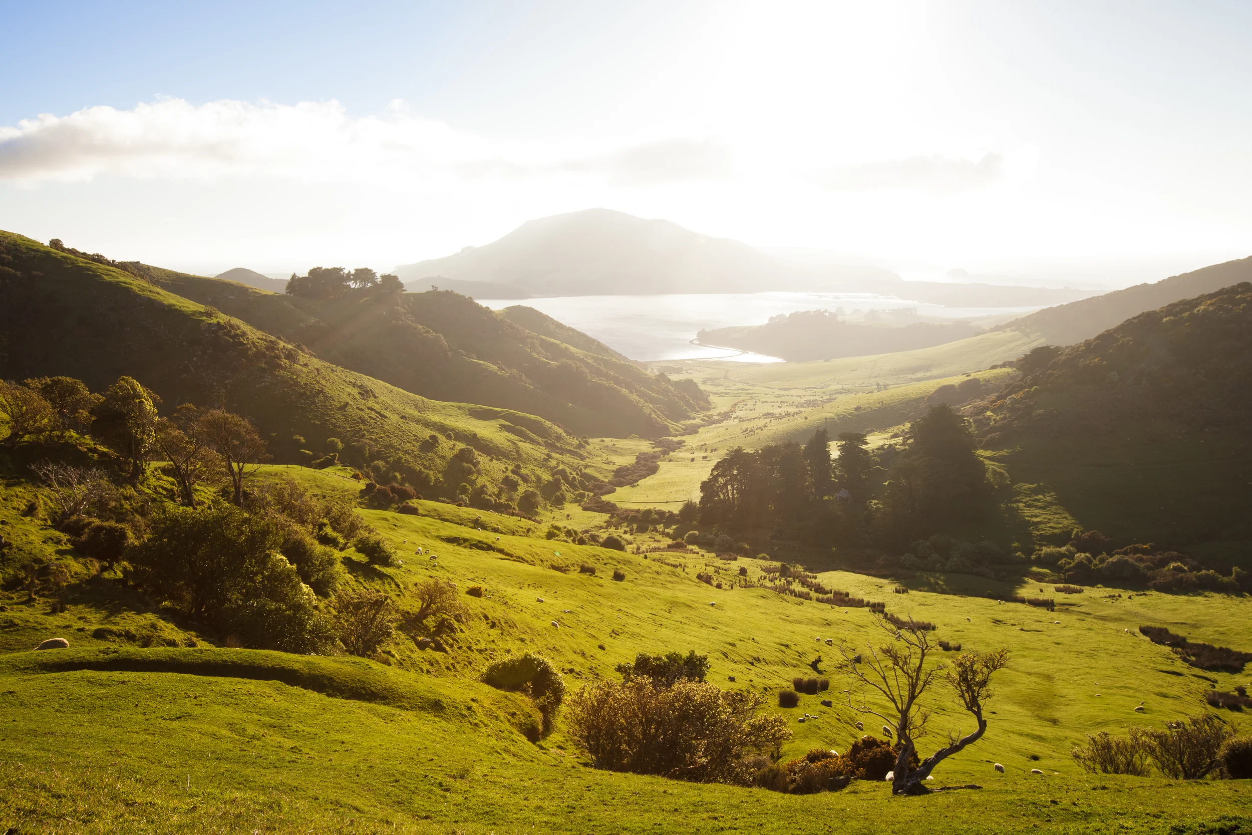 neuseeland pur
