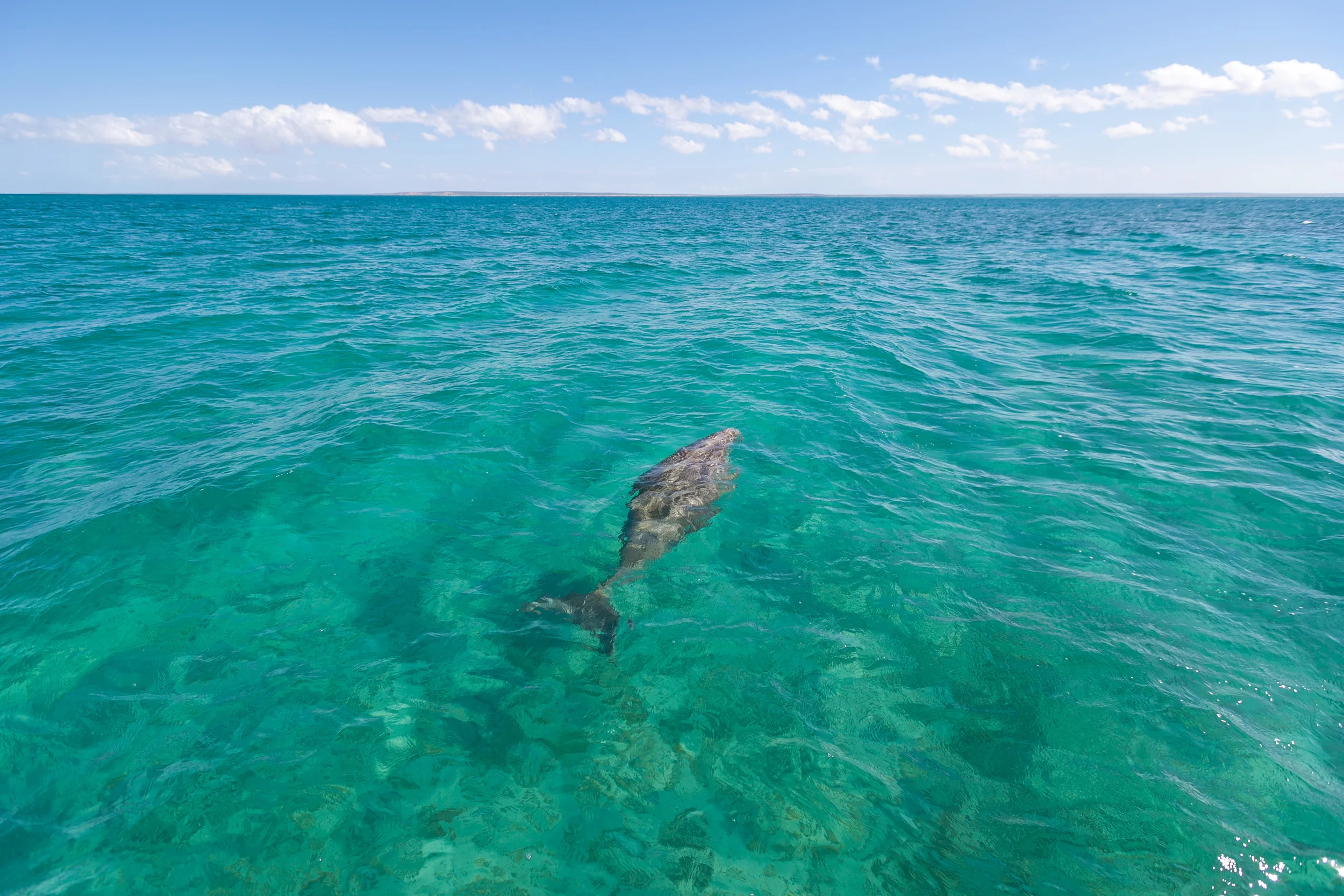 dugong