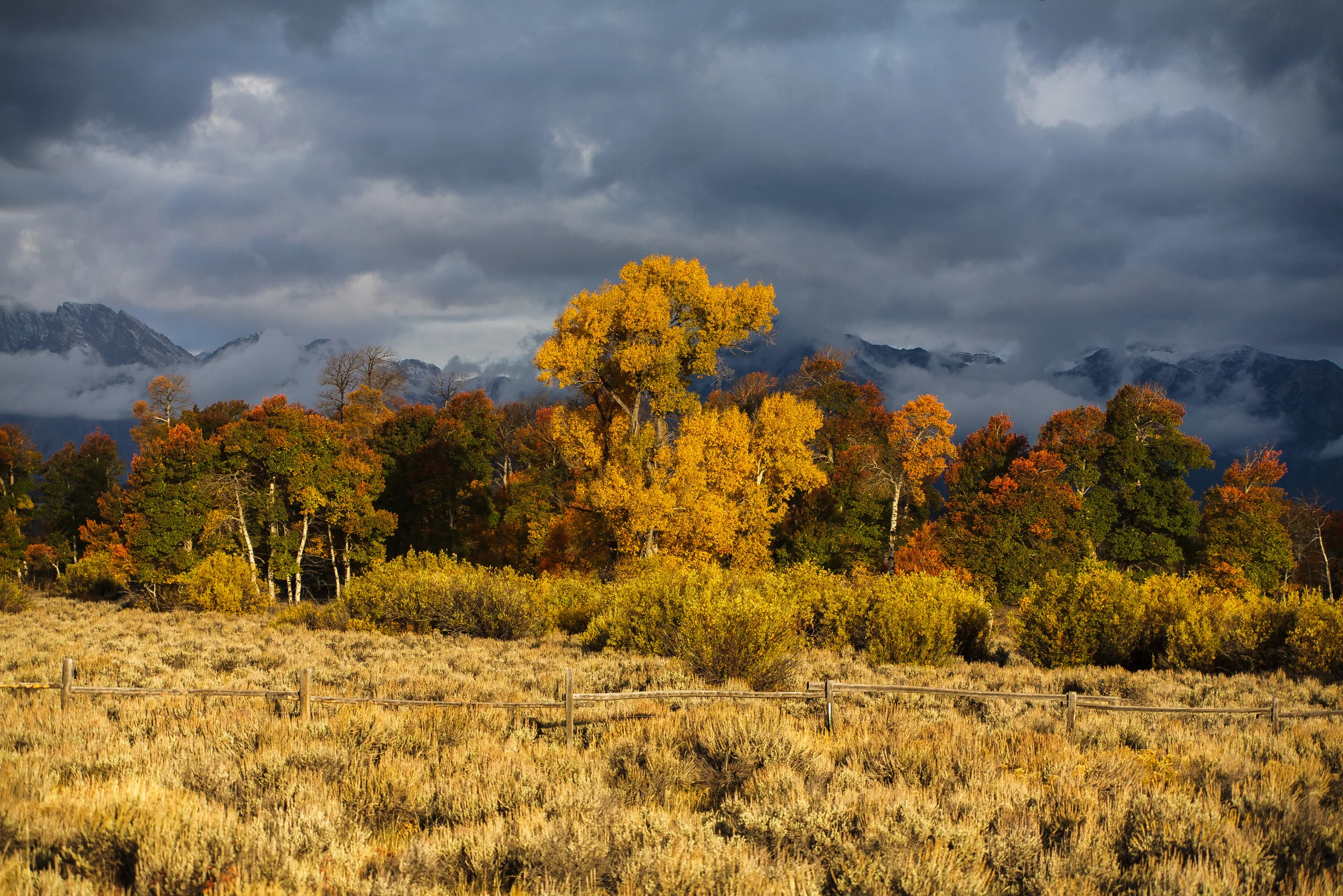 goldene wiese