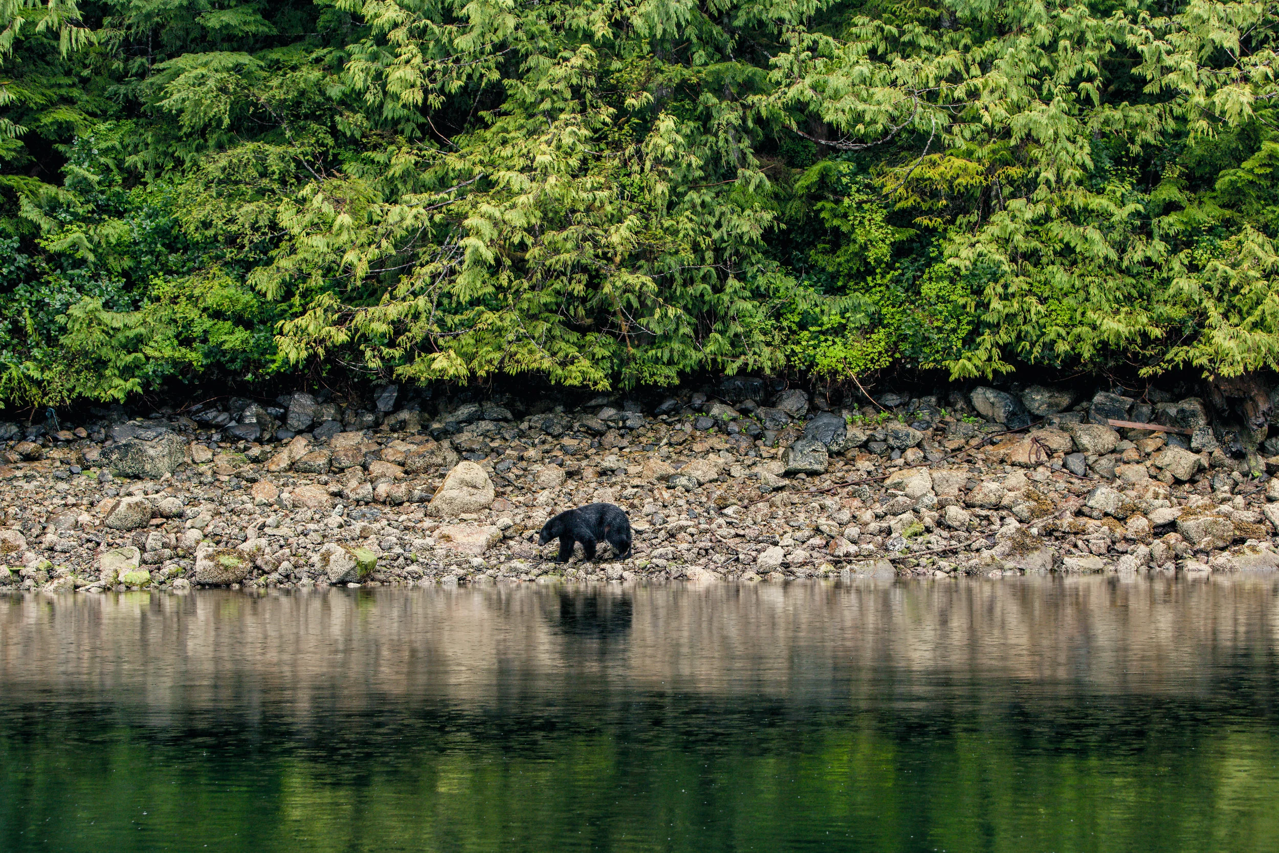 Schwarzbär bei Ebbe