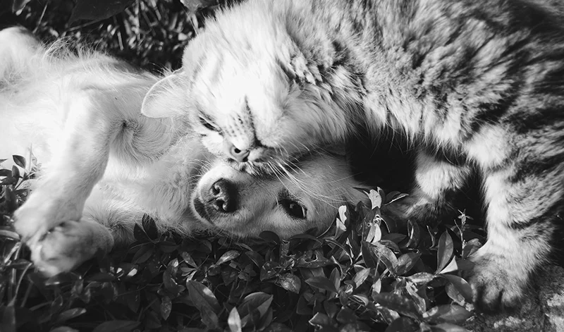 Chewy is an online marketplace specialising in selling pet-related products to a clear target audience. Photo by Krista Mangulsone .