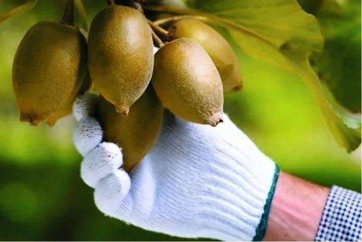 Photo by Zespri