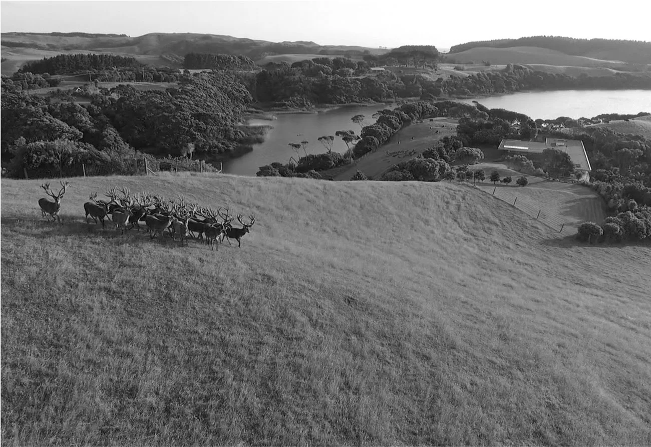 Sheerwater Farm, South Head Kaipara.