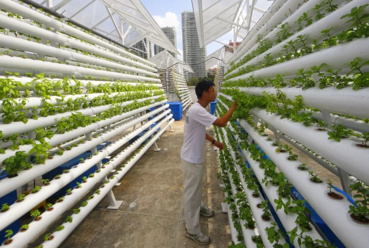 Farmers have not yet realised the premium opportunity certification represents with processors and exporters. Image courtesy of https://www.youtube.com/watch?v=fnFwkYyy3kA