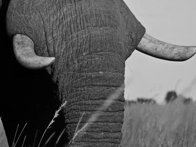 It’s time to tackle the elephant in the room and focus on the big picture in our efforts to innovate. 